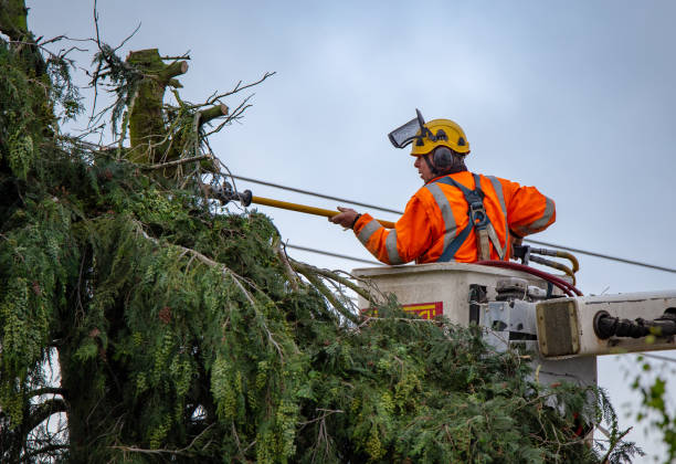 How Our Tree Care Process Works  in  Crafton, PA